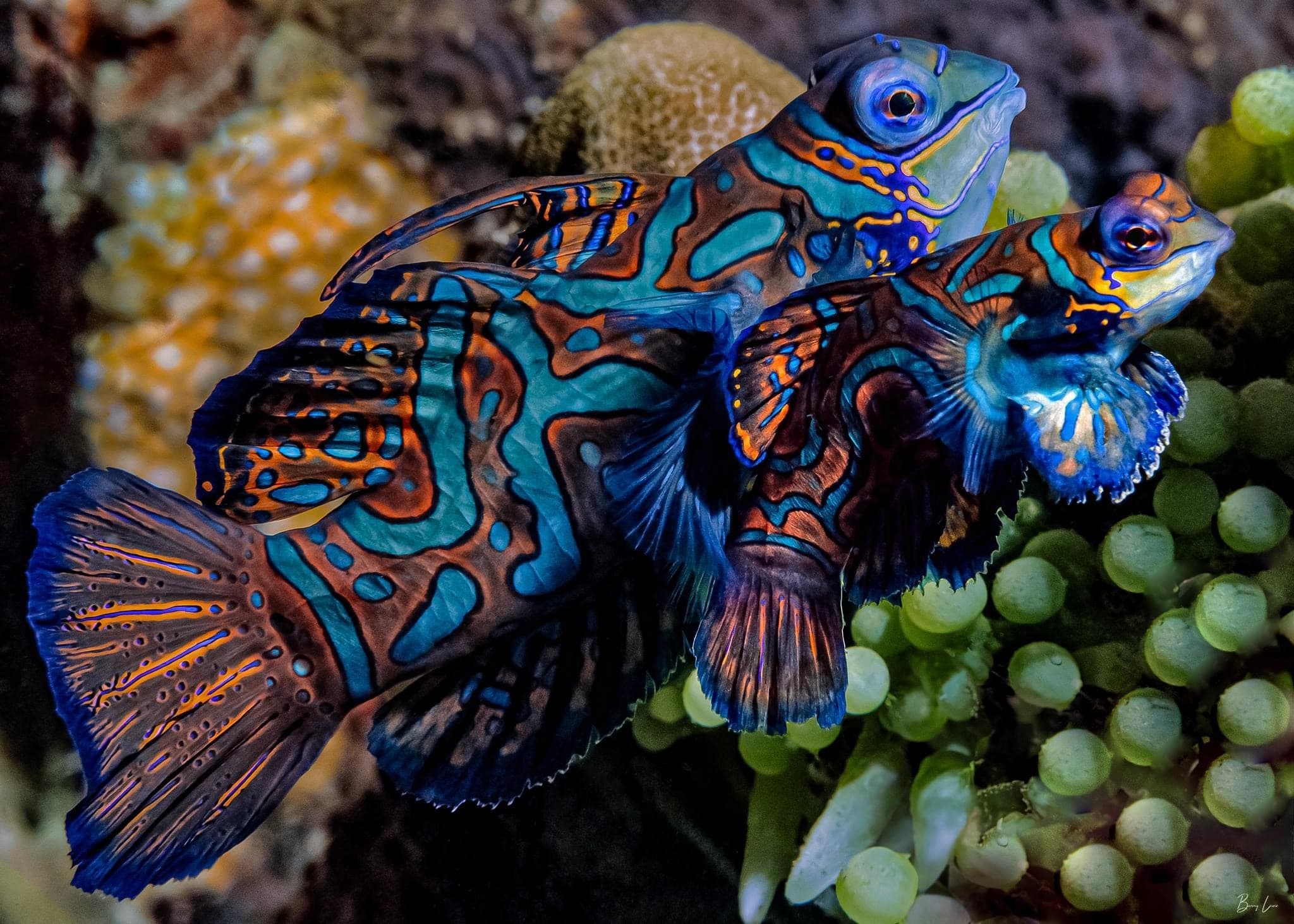 2 Divers - Private Night Dive with Barry