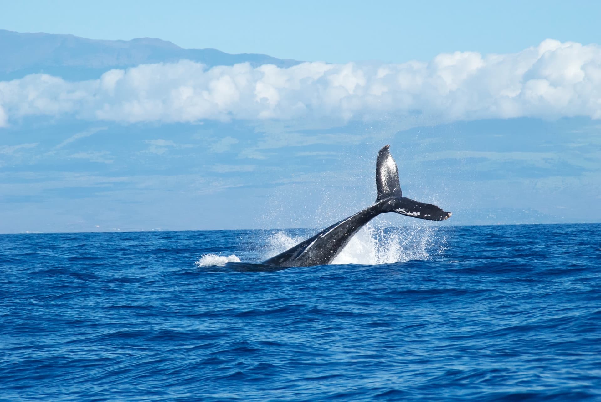 Whale Watching Cruise