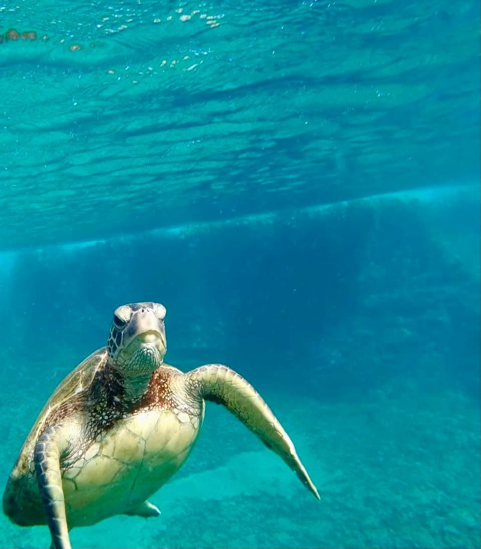 Snorkel With Turtles