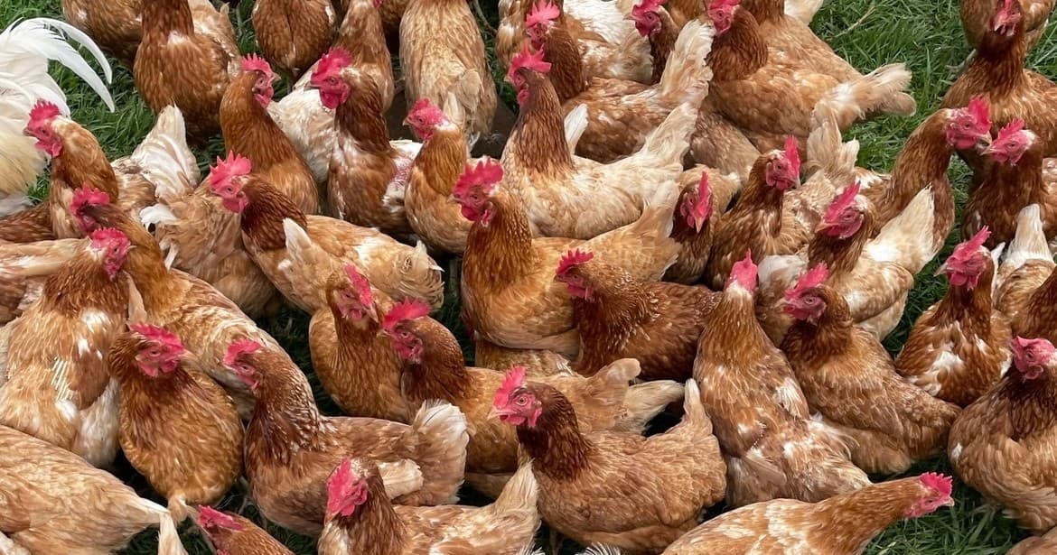 Regenerative Agriculture Farm Tour