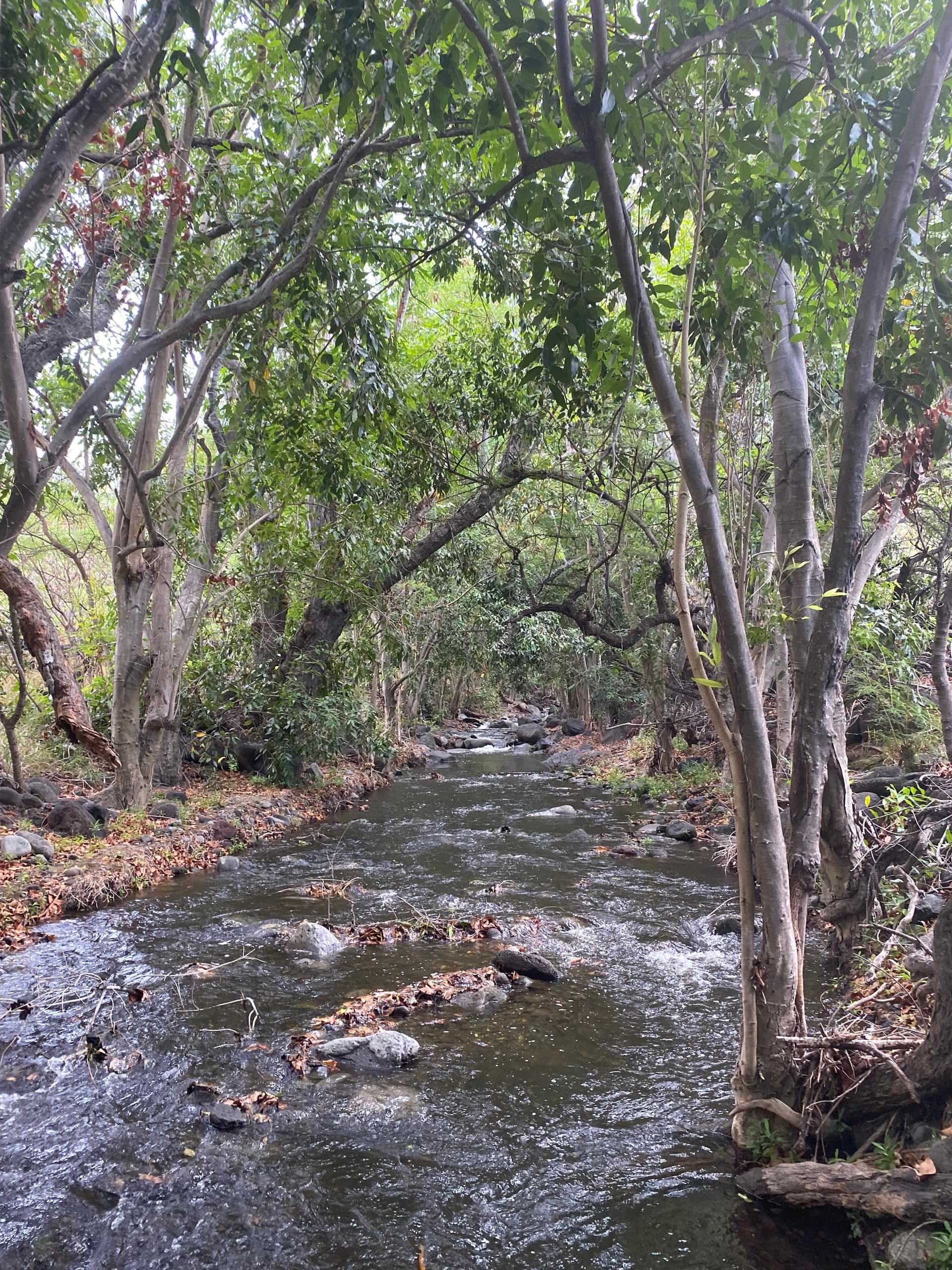 Mauka To Makai Adventure (Mountain to Ocean)
