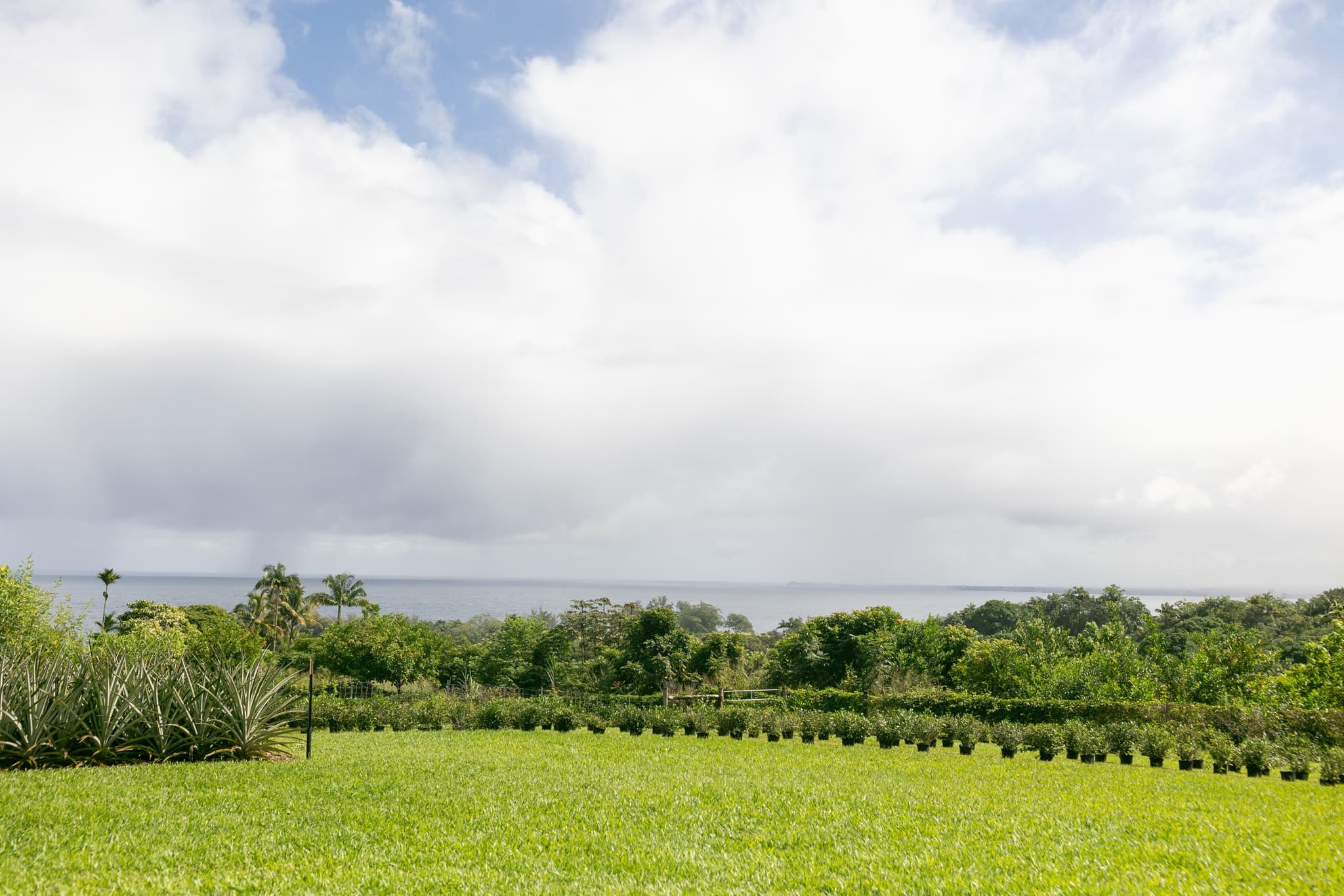 Volunteer Tea Picking