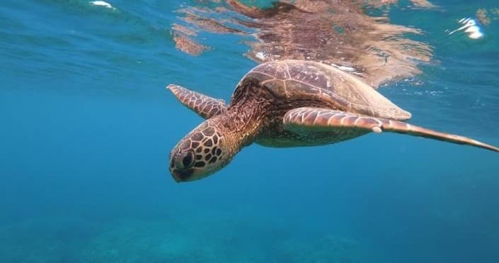 Private Circle Island  Sightseeing & Food Tour