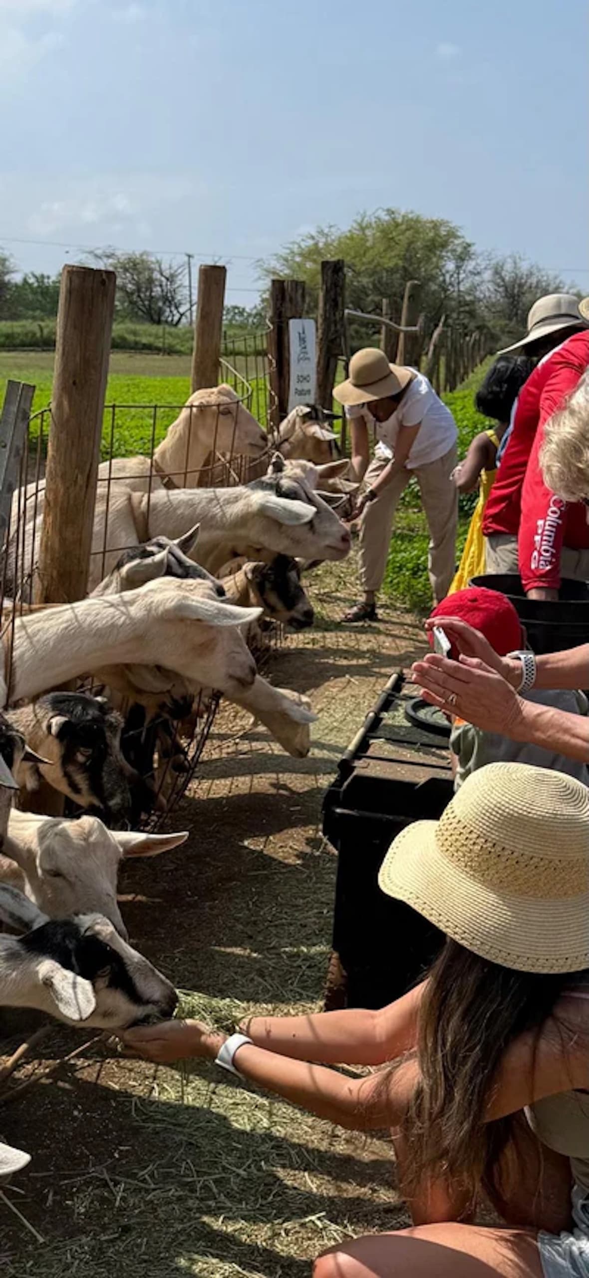 Evening Chore & Milking Tour