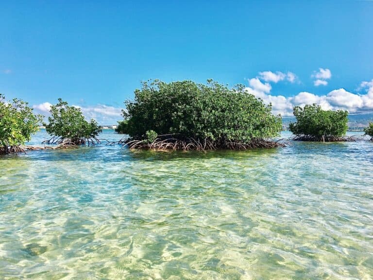ʻAKA HAWAI'I - Mangrove Kayaking