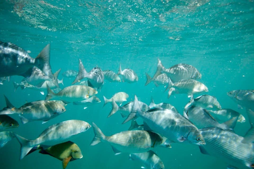 Na Pali Snorkel Adventure
