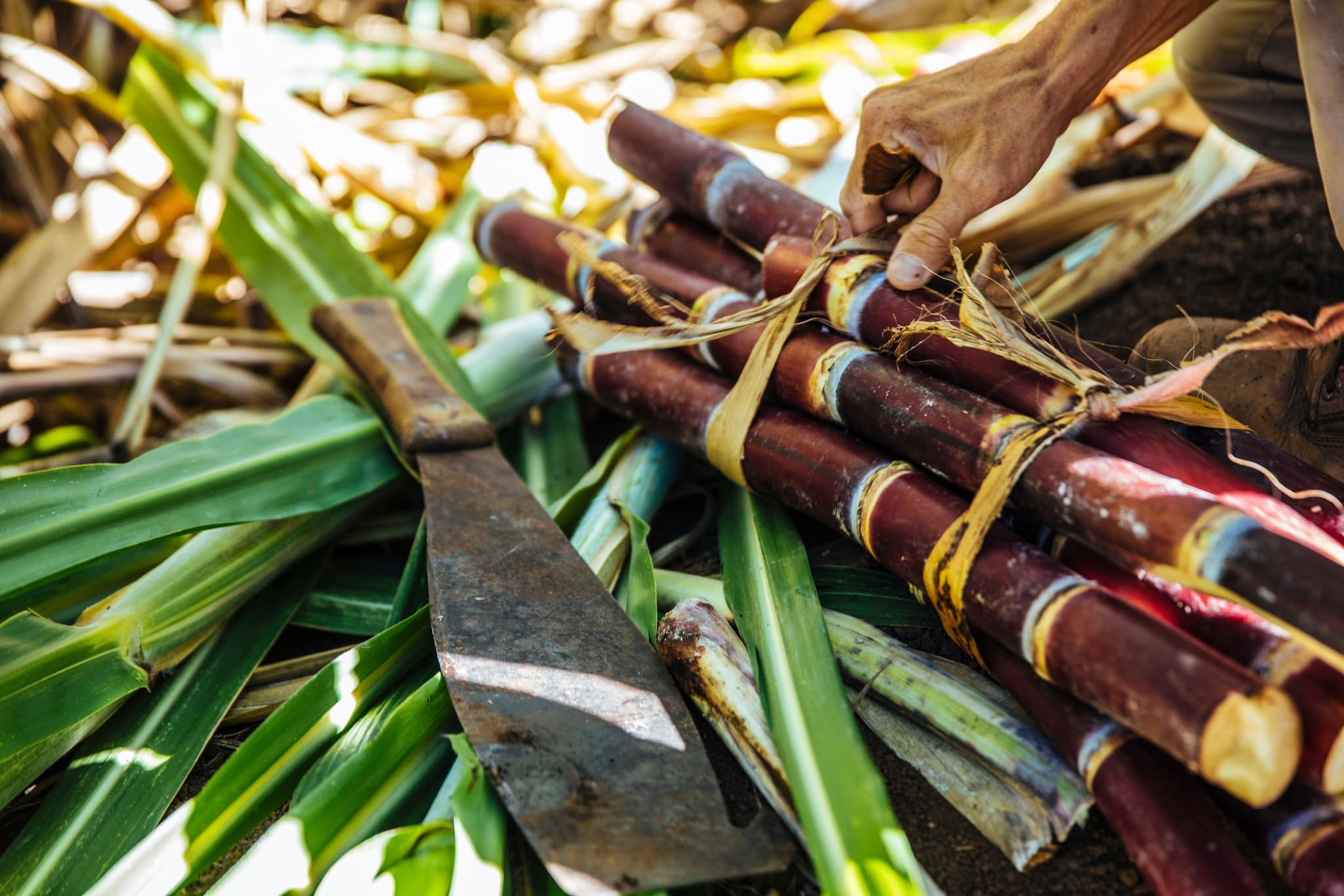 Canoes to Cane: A Journey Through Hawaiʻi’s Foodscape