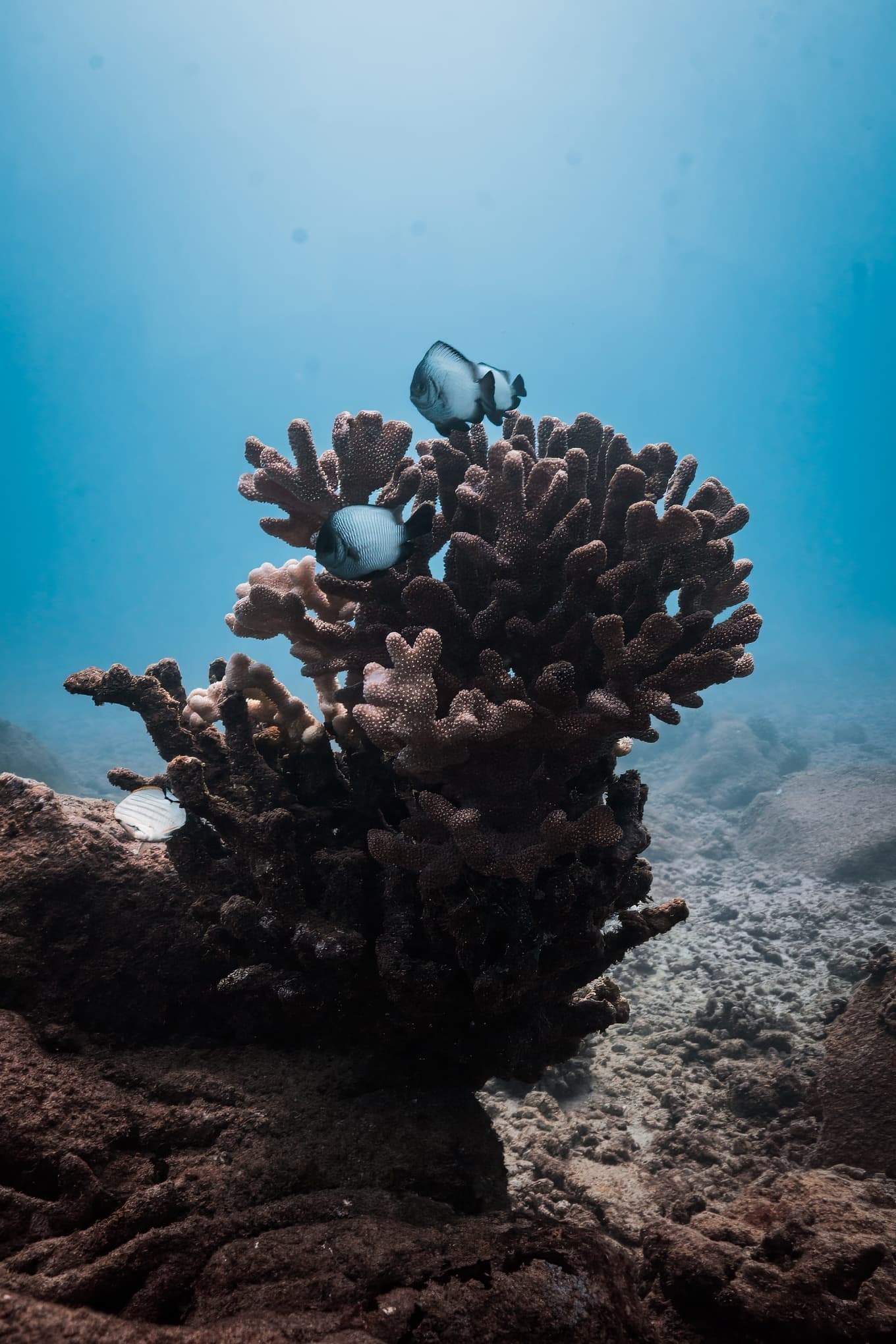 PADI / SSI Open Water Referral