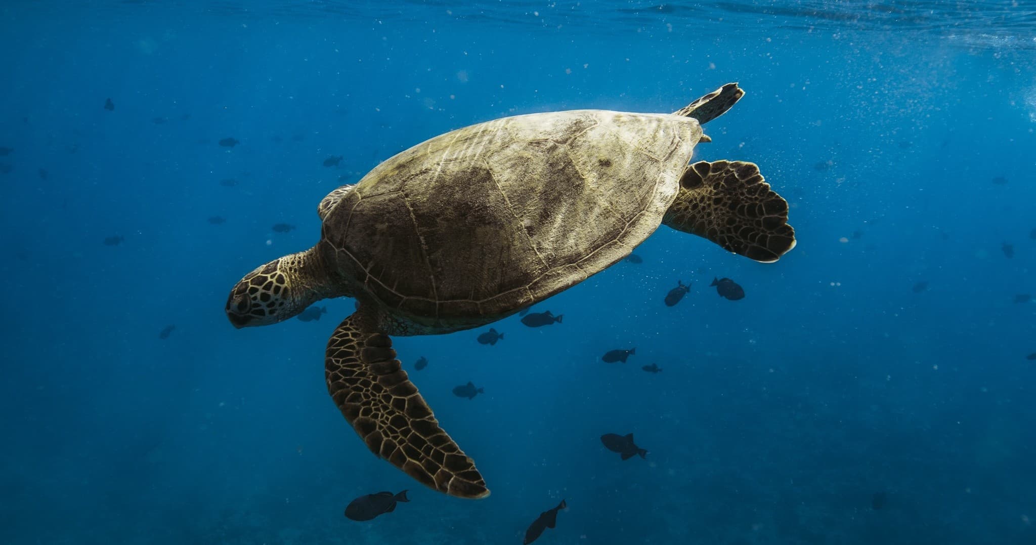 Turtle Canyon Snorkel Adventure "Big Kahuna"