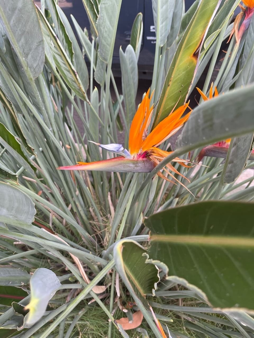 Road To Hana - From Maui