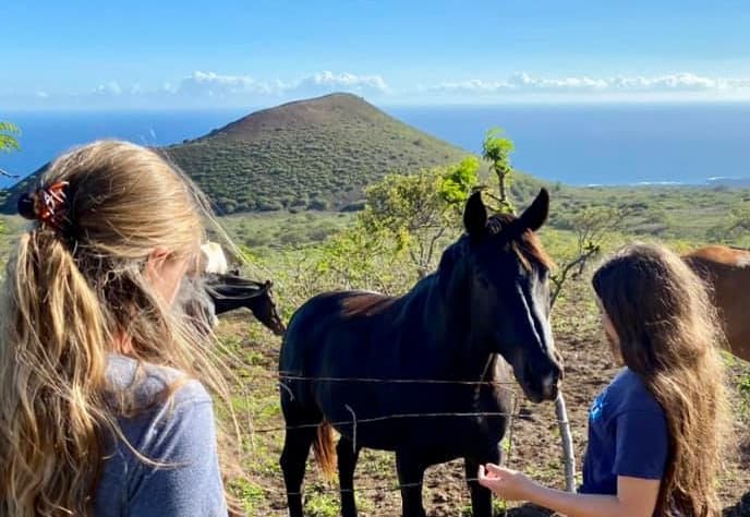 Equine Assisted Learning / Equine Therapy