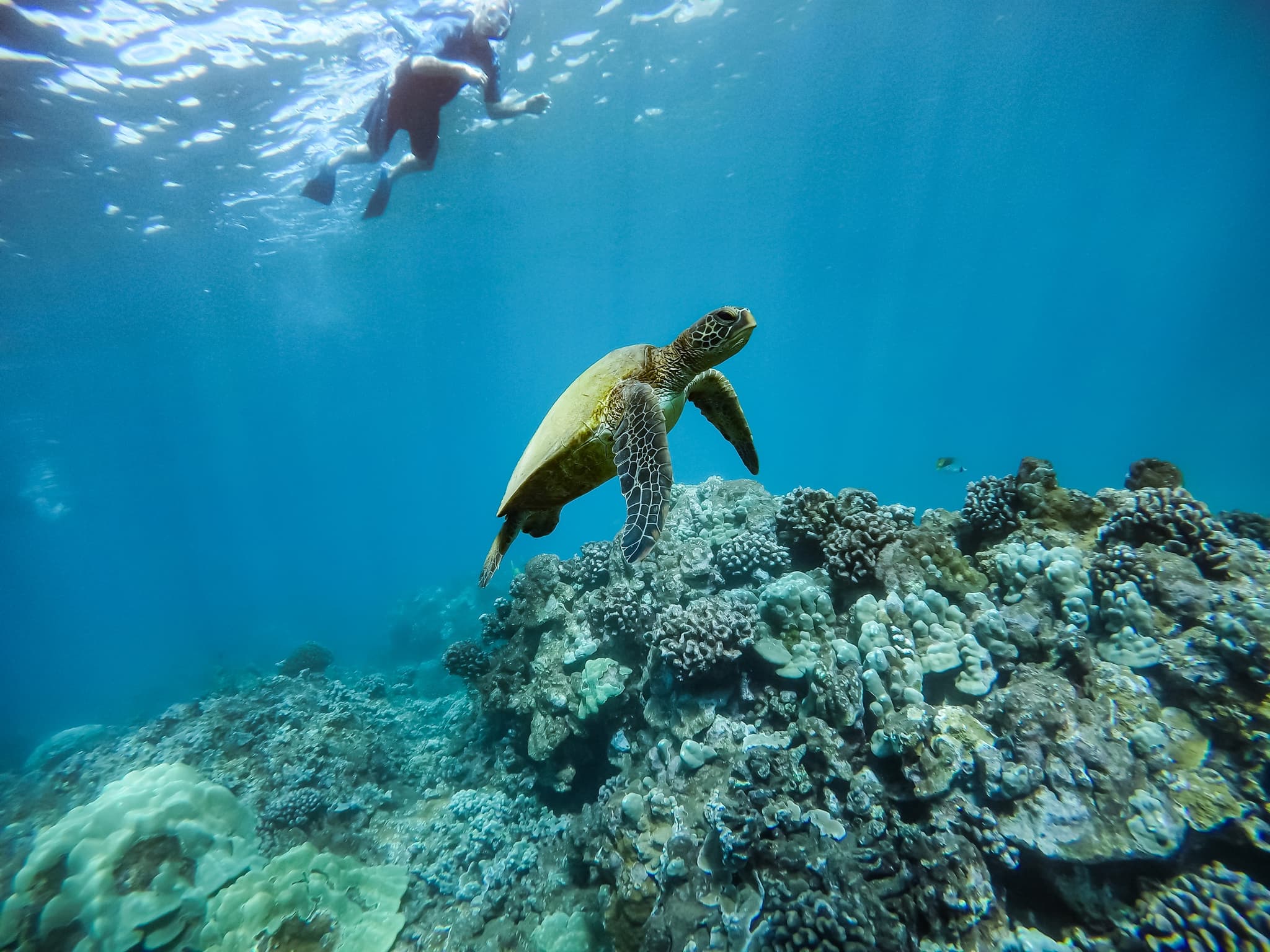 Semi-Private 3 Hour Eco-Raft Maui Turtle Snorkel