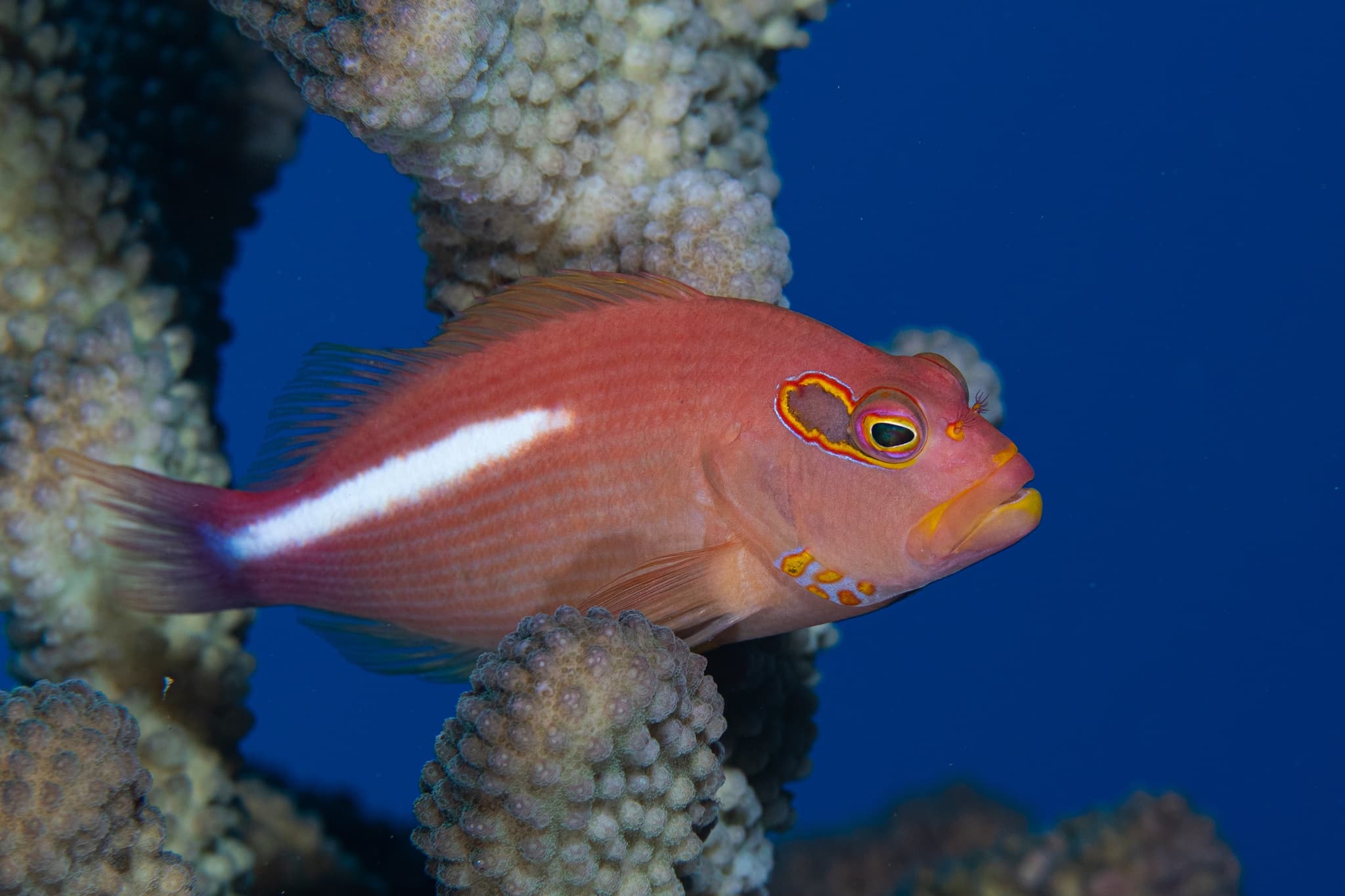 PADI Advanced Open Water Course w/eLearning