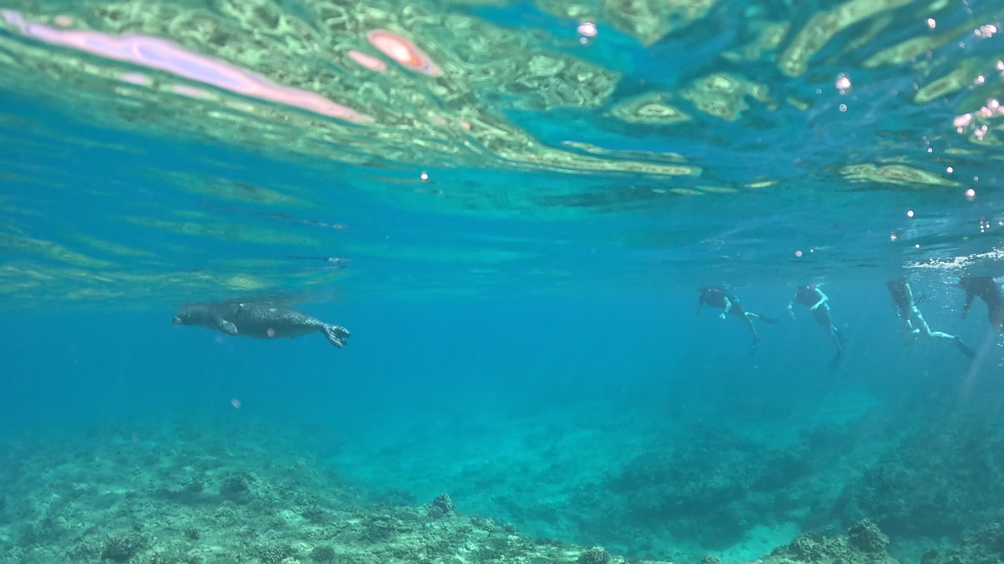 Marine Ecology Tour SNORKEL