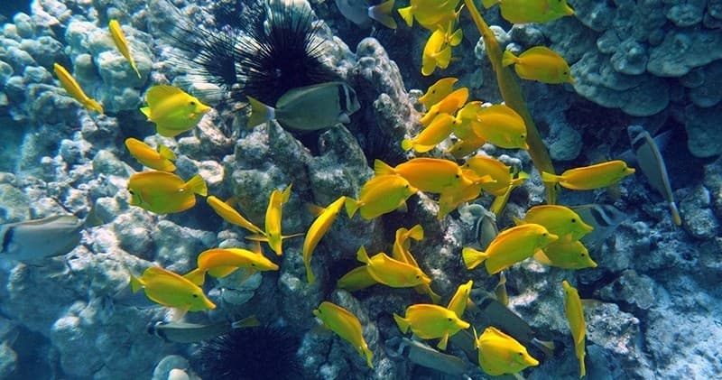 Kealakekua Bay/Captain Cook Dolphin Watch and Reef Snorkel