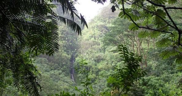 Rainforest, Waterfall and Movie Sites Hike