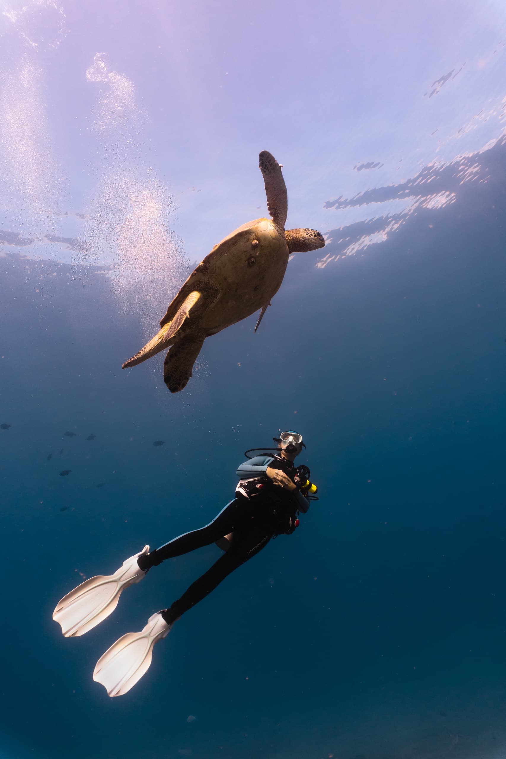 2 Tank Shallow Reef Boat Scuba Dive Experience for Certified and Beginners!