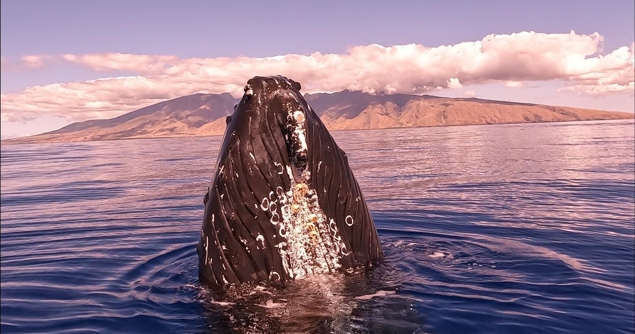 4:00 Sunset Whale Watch