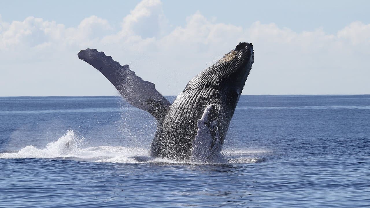 2-Hour Waikiki Whale Watching Cruise from Oahu