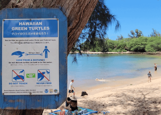 🐢 Discount Oahu Circle Island Tour with Turtle Snorkeling