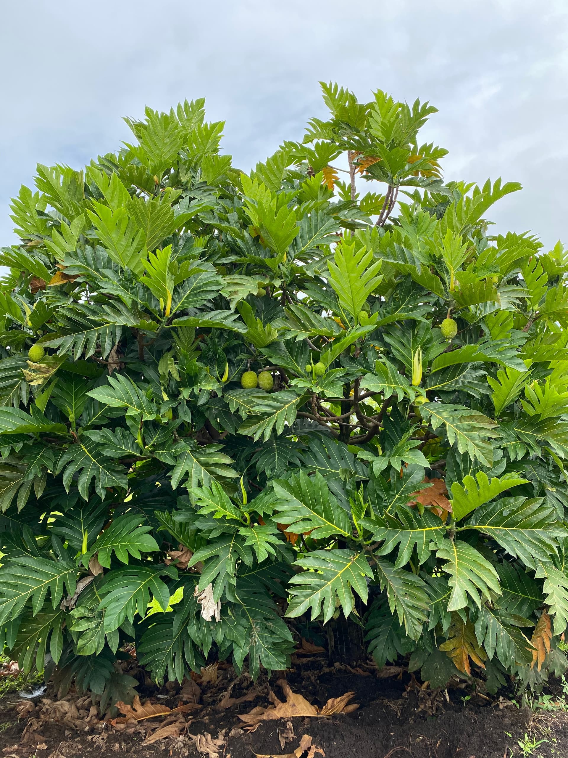 Ua Hānai Orchards Agroforestry Farm and Factory Tour