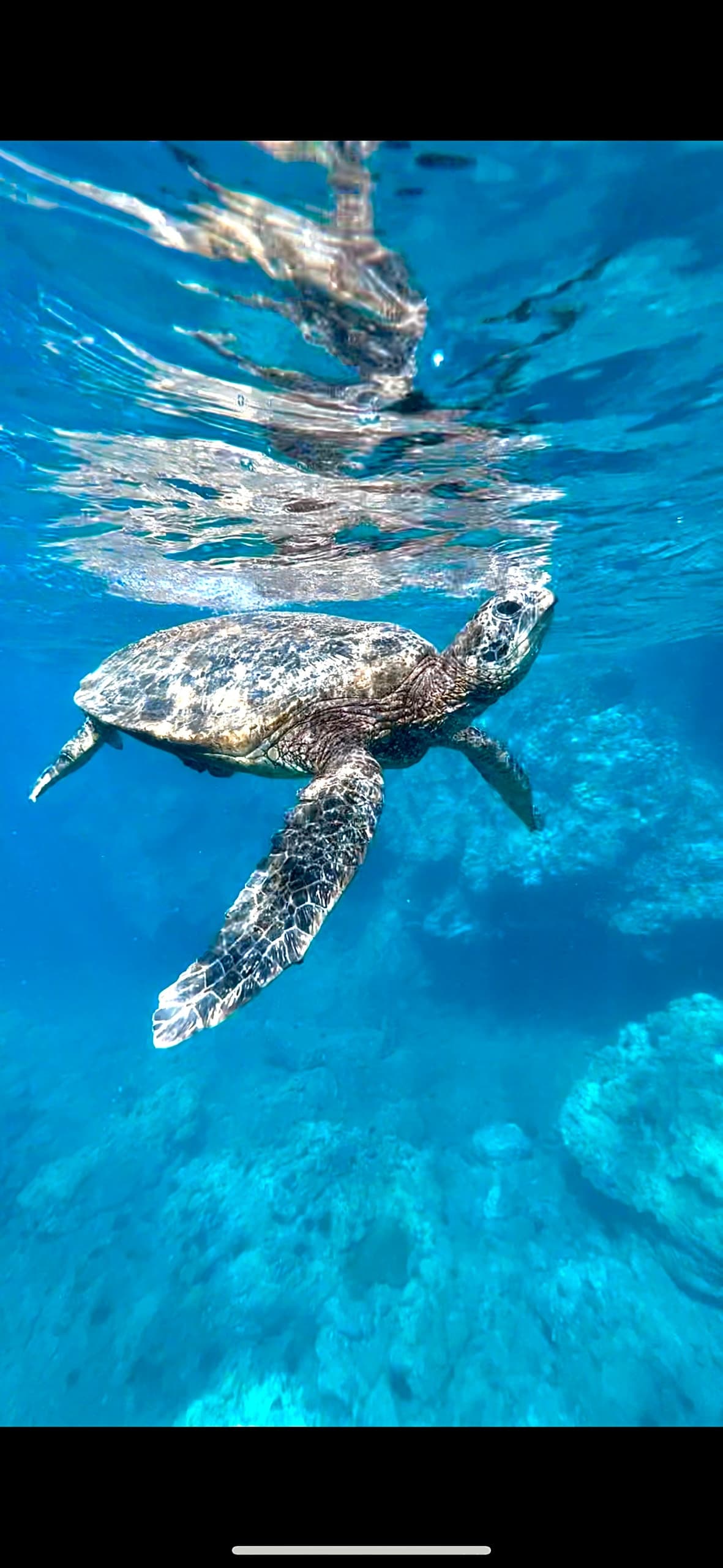 Maui Snorkel & Picnic Tour