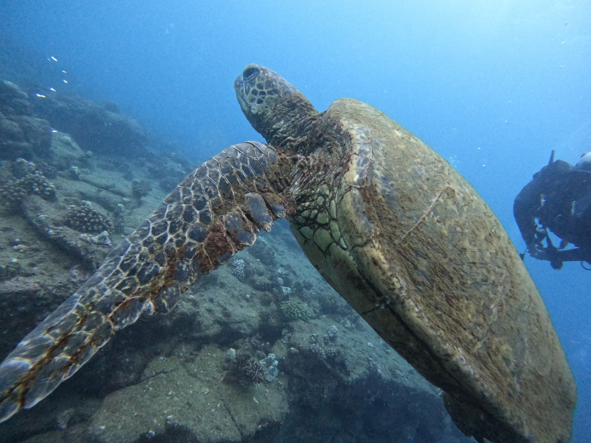 Support The Locals - Open Water Diver