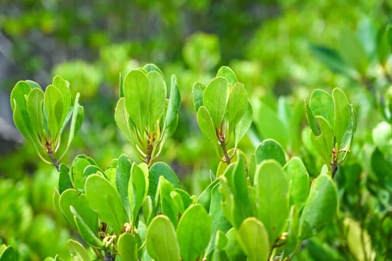 ʻAKA HAWAI'I - Mangrove Kayaking