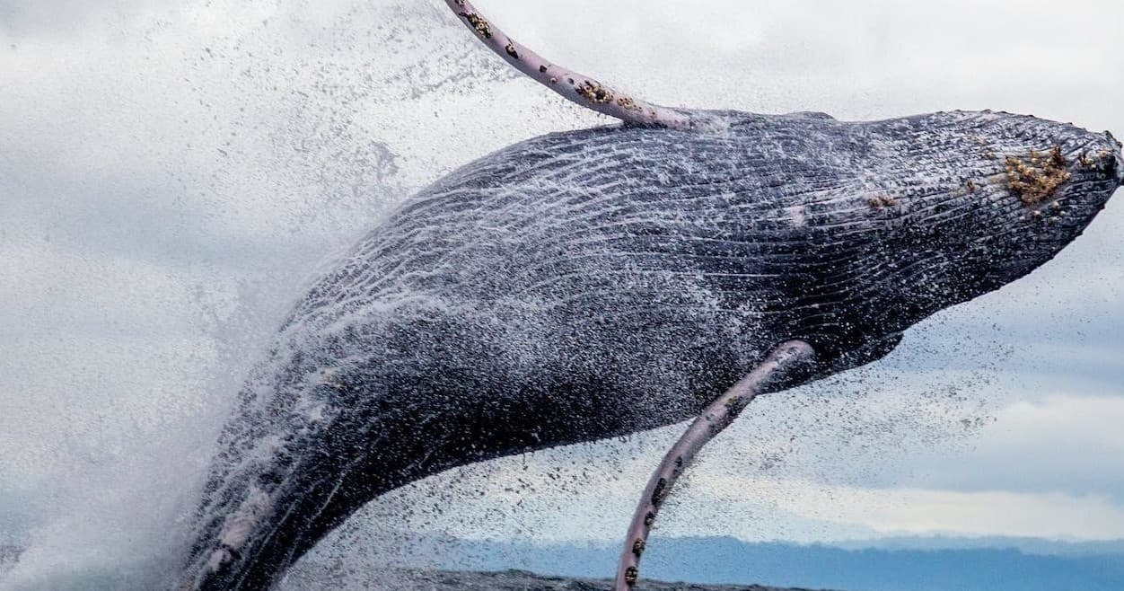 Eight Hour Public Whale Watch Cruise