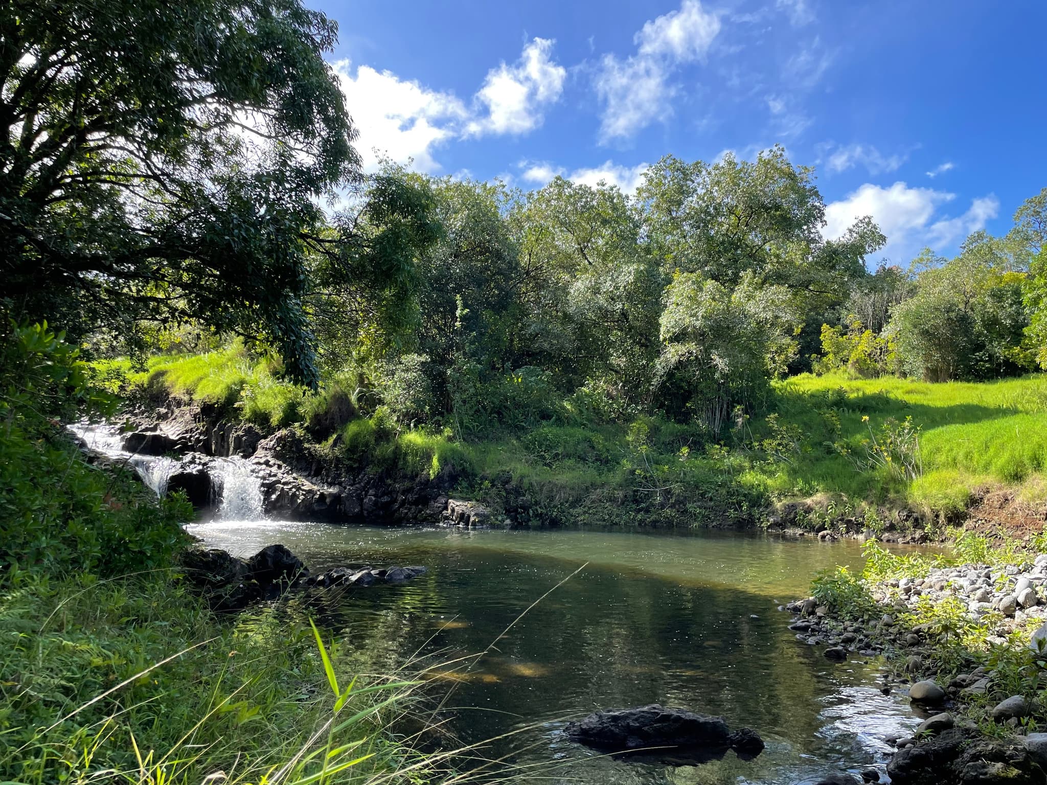 Hike into Heritage: Luxury Rainforest Hike & Waterfall Swim - Private Platinum Minibus