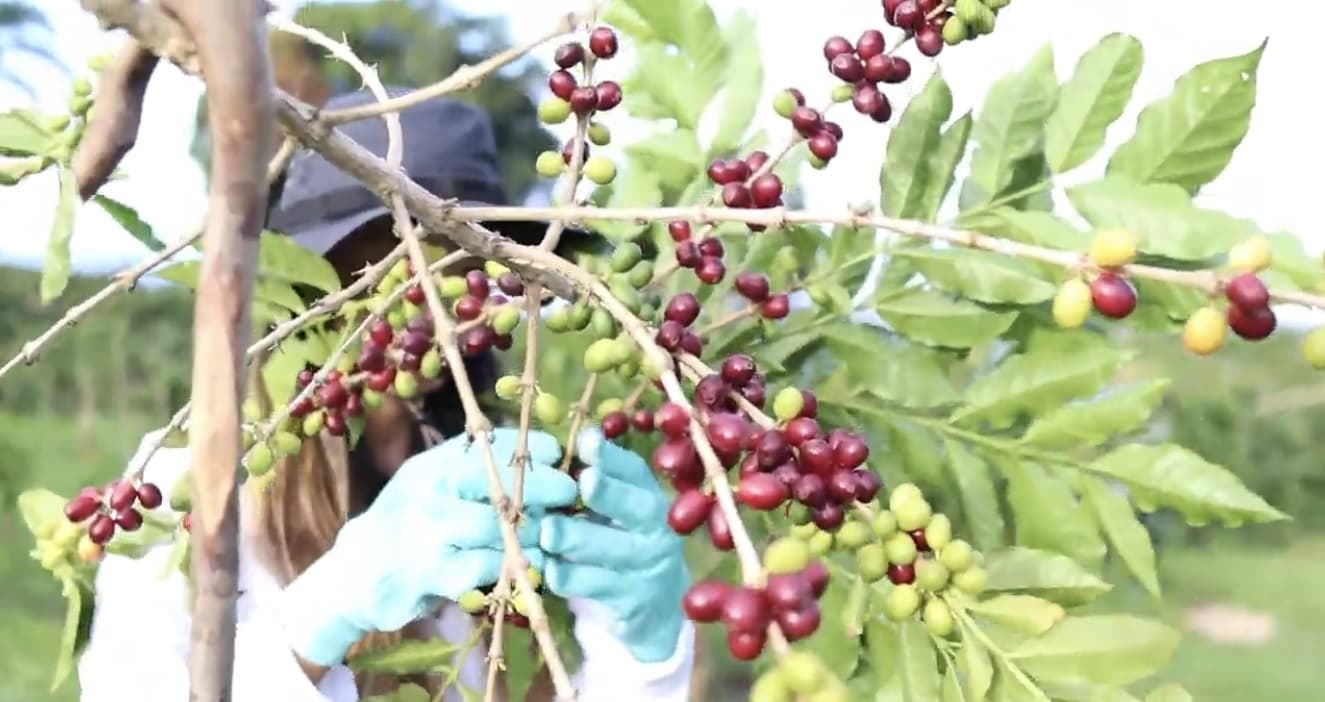 Kona Coffee Cultural Festival Picking & Farm Experience