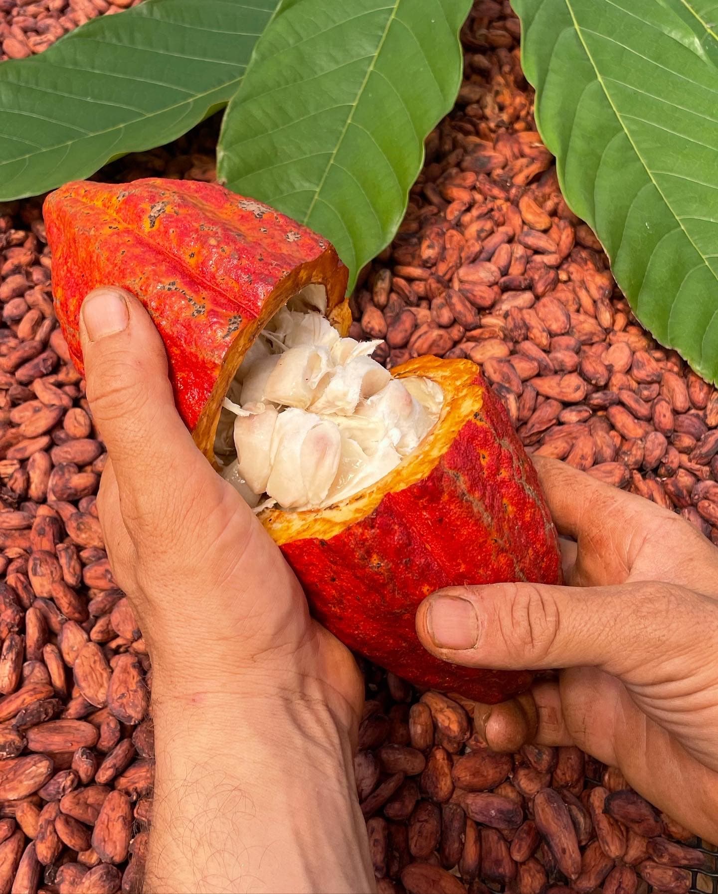 Chocolate Factory Tour & Tasting