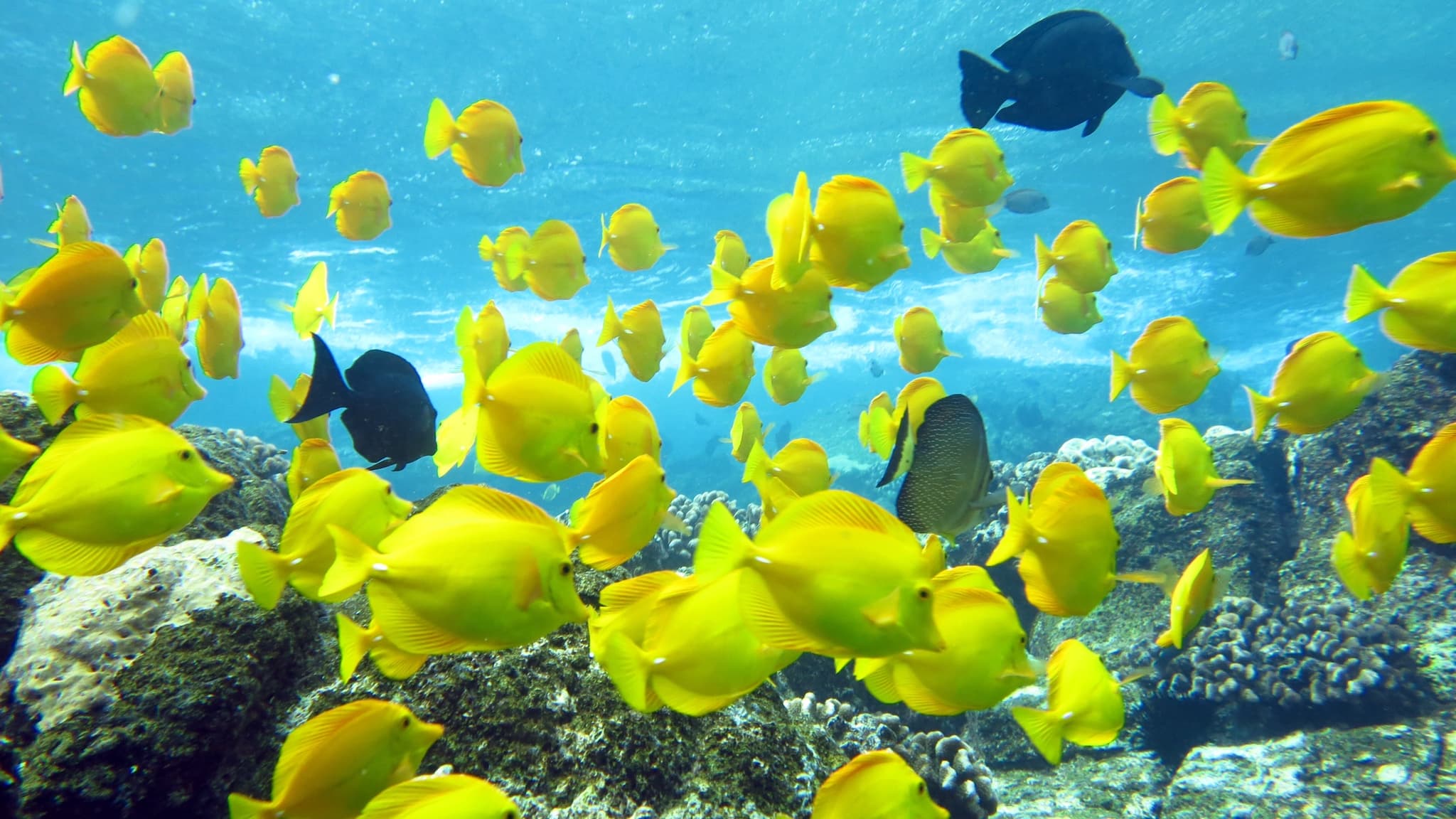 Kealakekua Bay/Captain Cook Dolphin Watch and Reef Snorkel