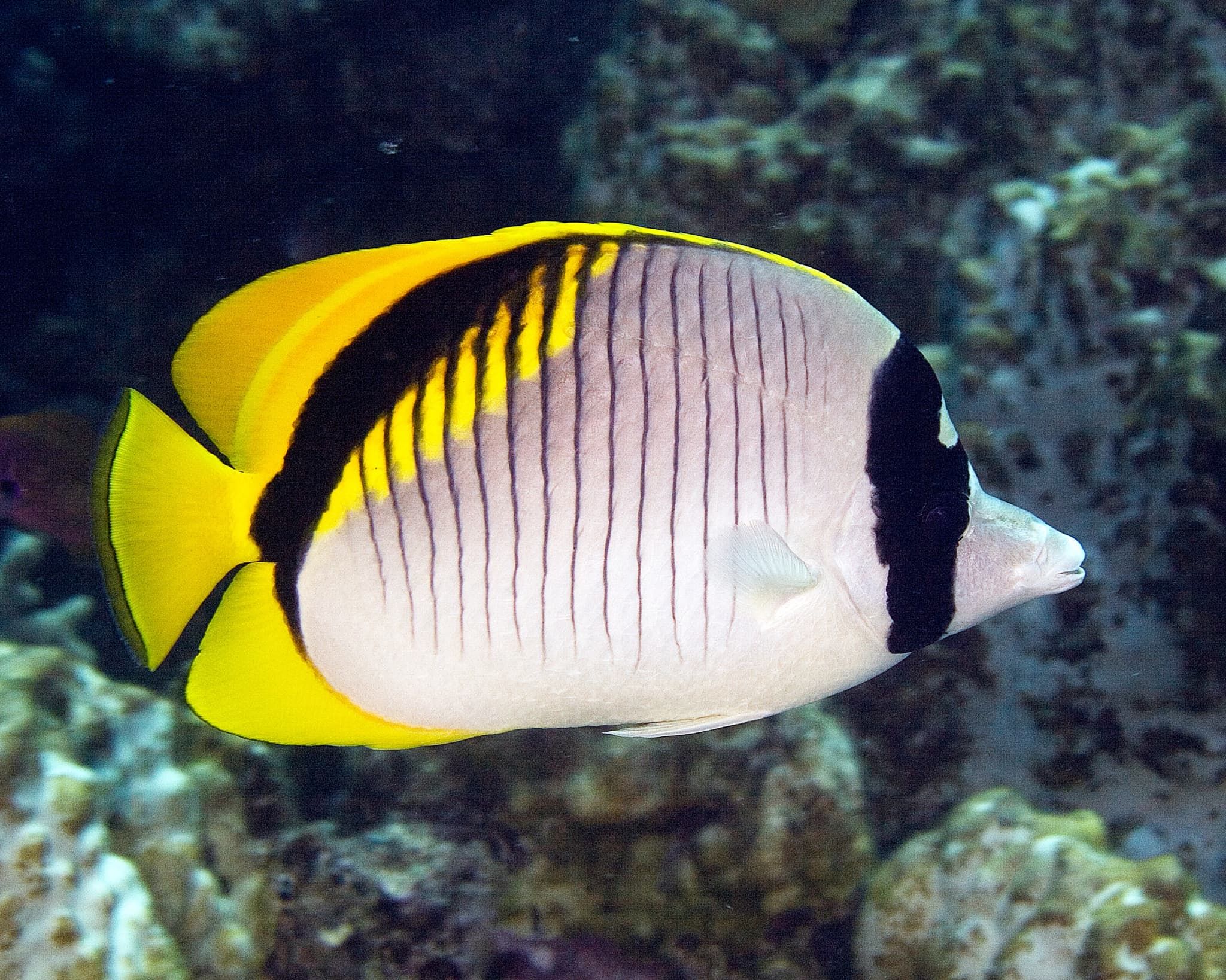 PADI Fish ID Specialty