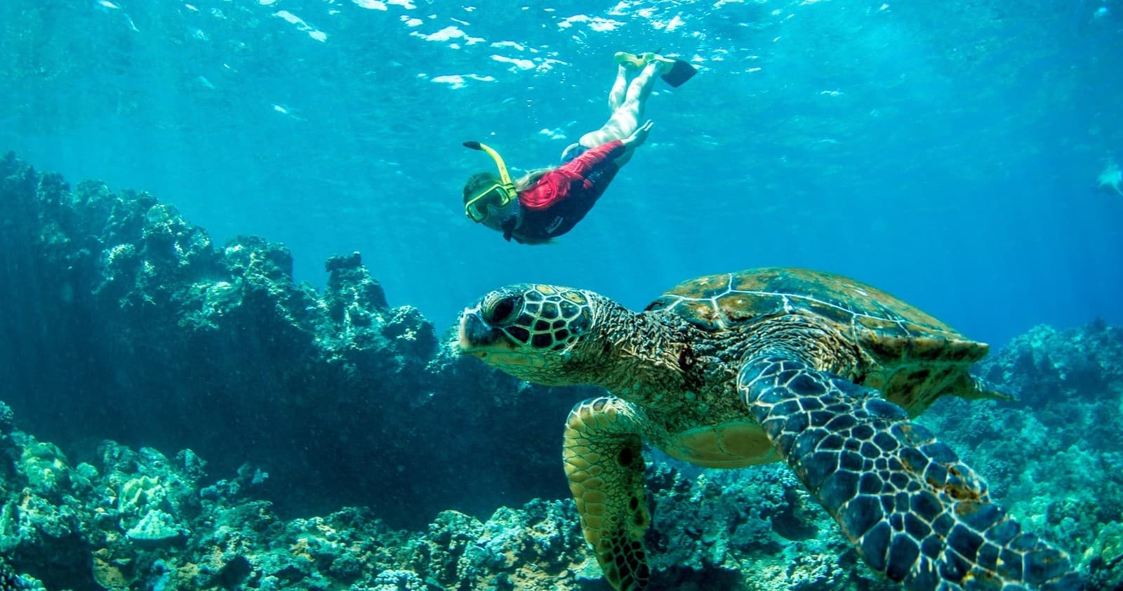 Afternoon West Maui Snorkel