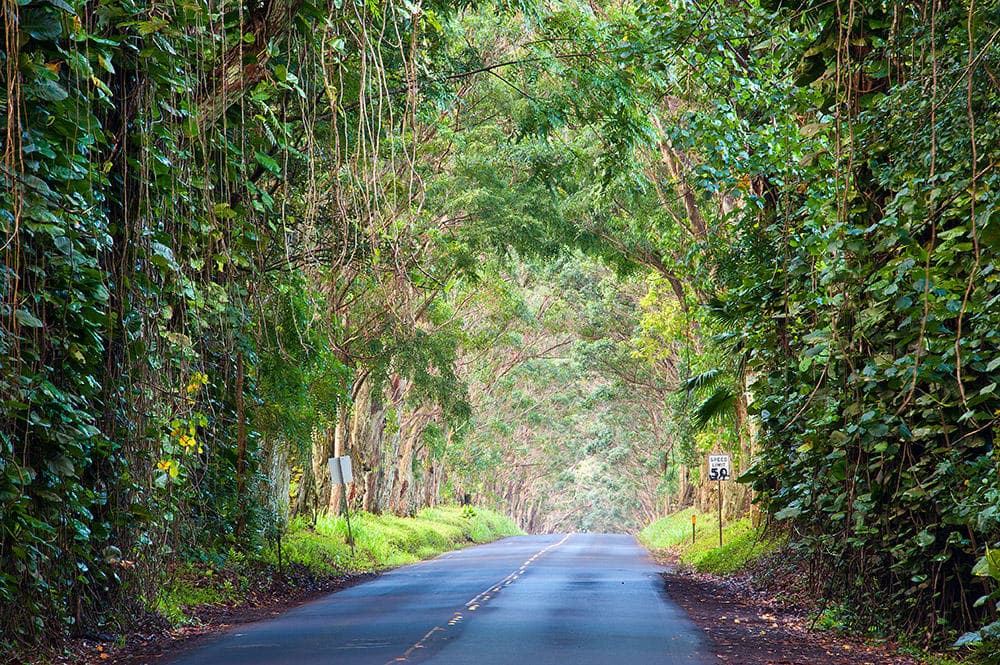 Kauai: Waimea Canyon & South Shore Guided Tour
