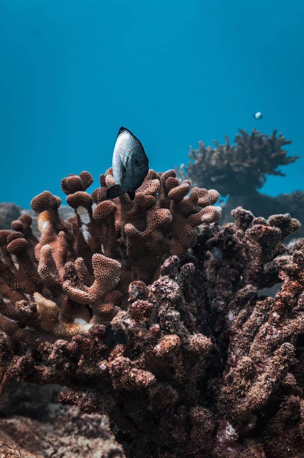 Koloa Landing Night 1-Tank Shore Dive