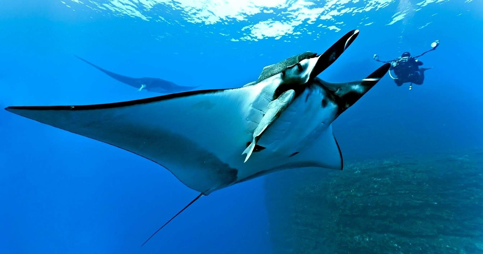 Manta Ray Late Night Snorkel