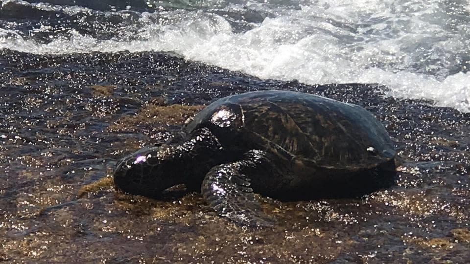 Oahu North Shore Inselrundfahrt