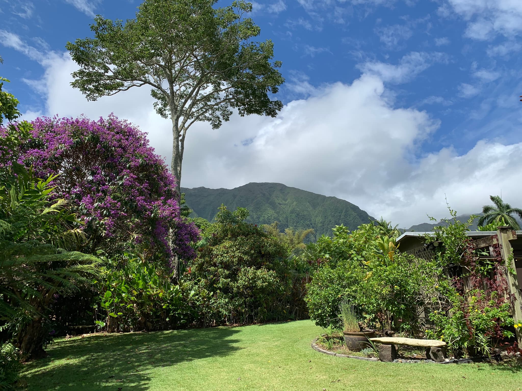 Forest Bathing in an Artistʻs Garden
