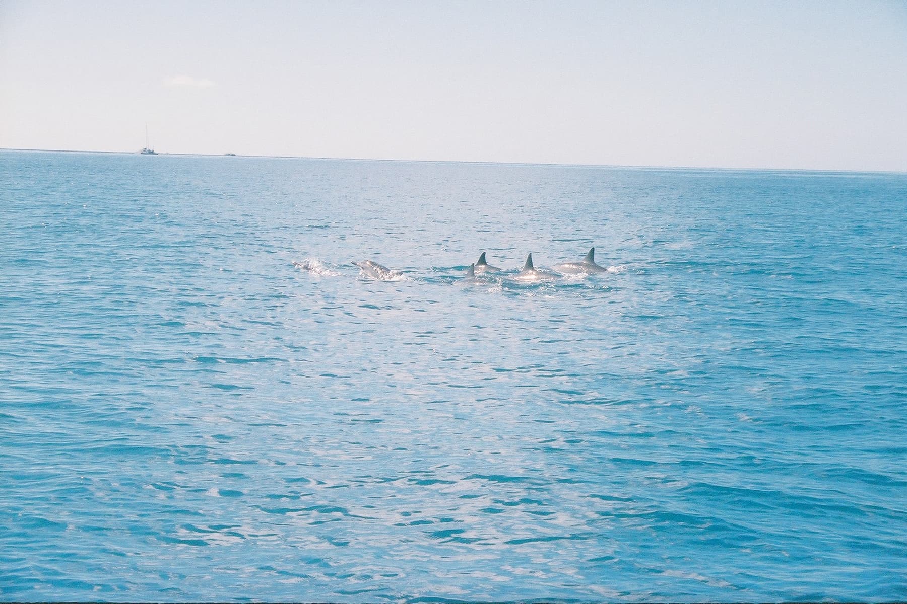 Marine Wildlife Snorkel Tour: Sea Tiger Shipwreck & Sharks