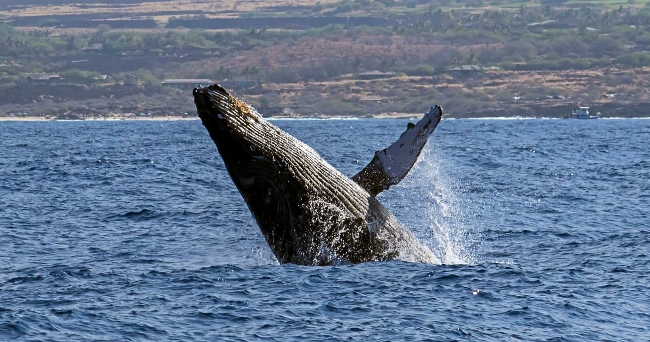 Seasonal Whale Watch