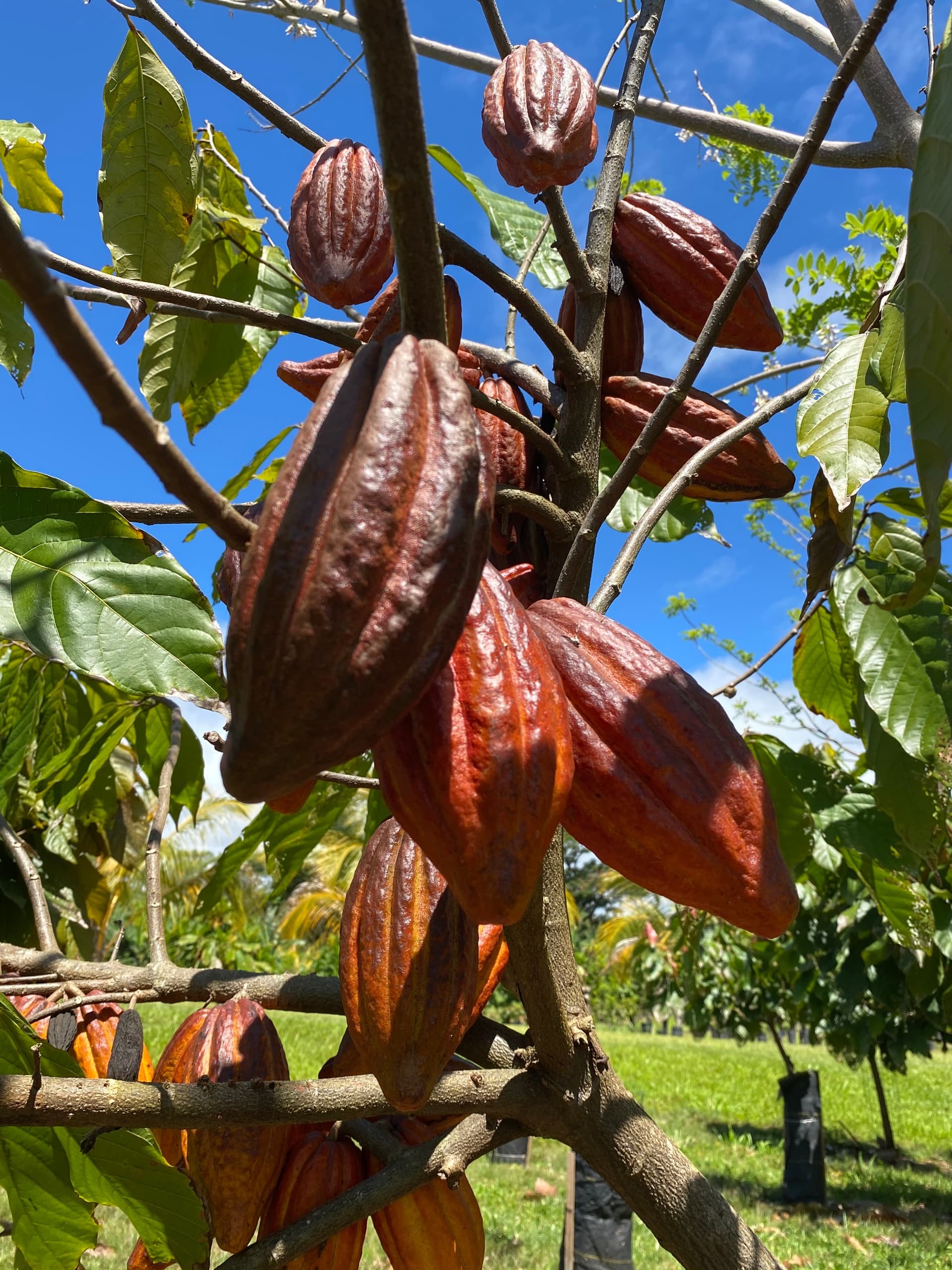 Ua Hānai Orchards Agroforestry Farm and Factory Tour