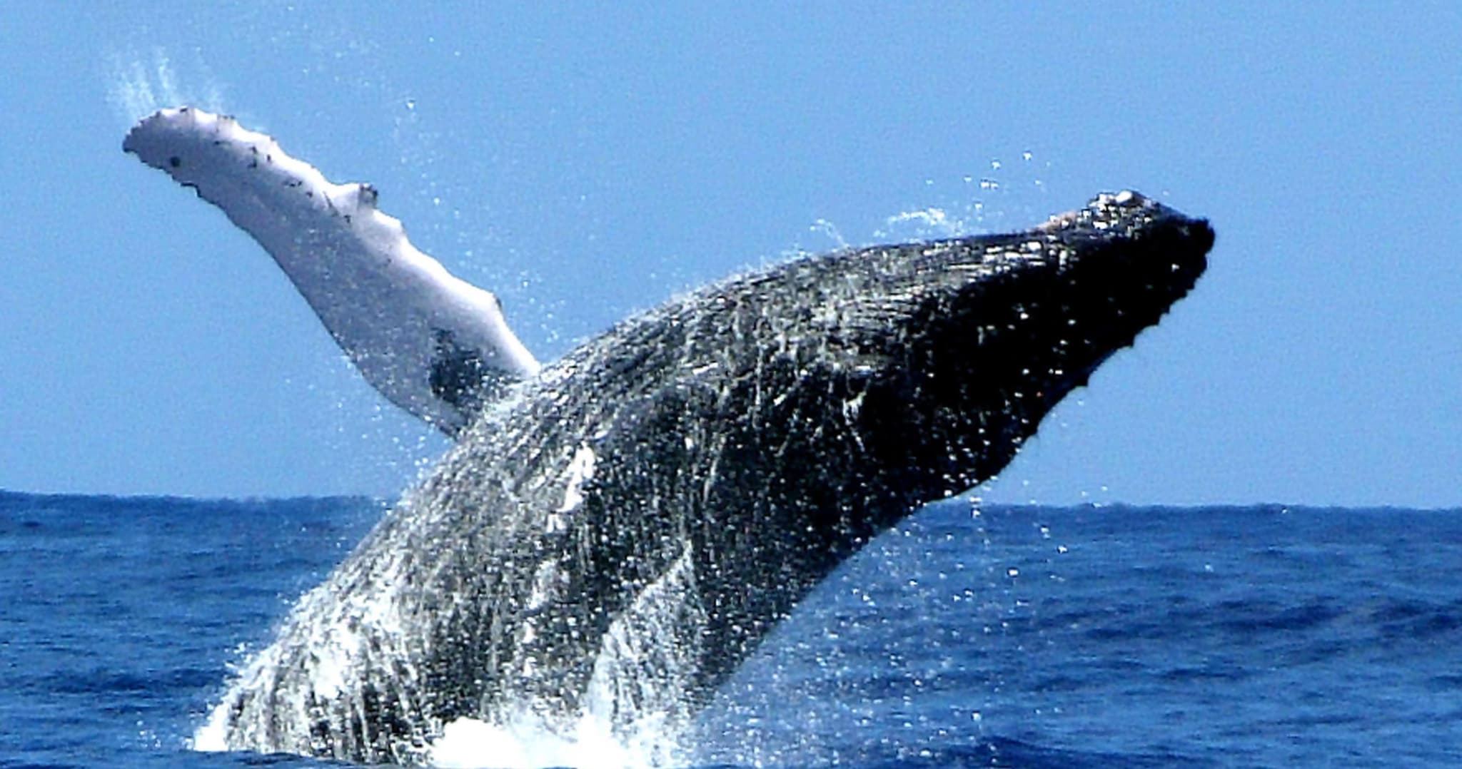 Whale Watching Excursion