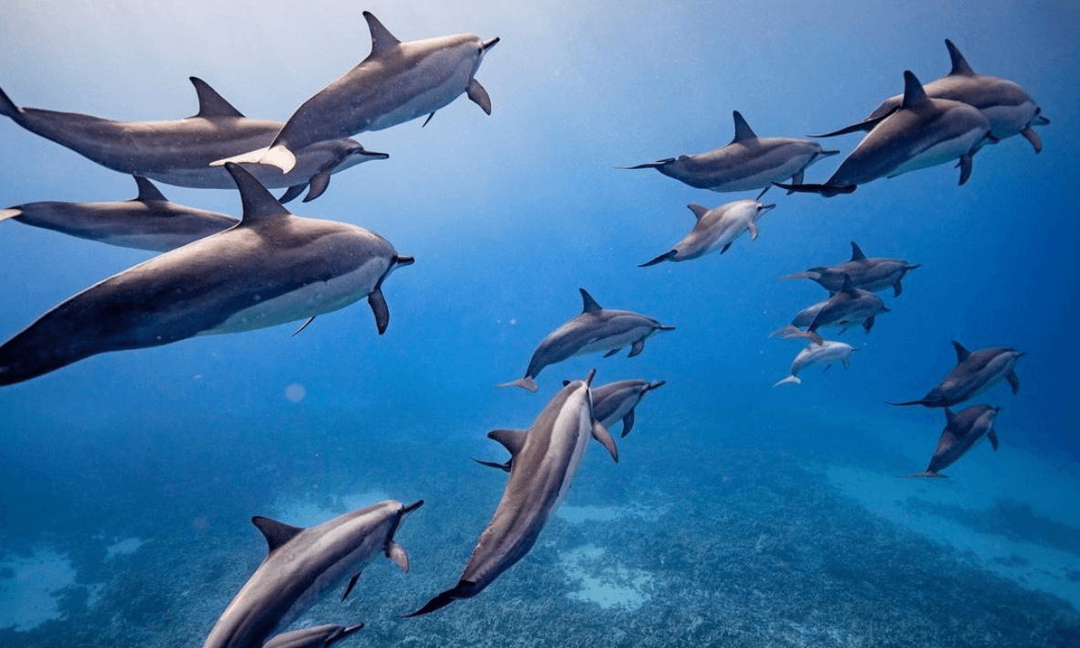 Semi-Private 5 Hour Eco- Raft Lanai Snorkel Dolphin Watch