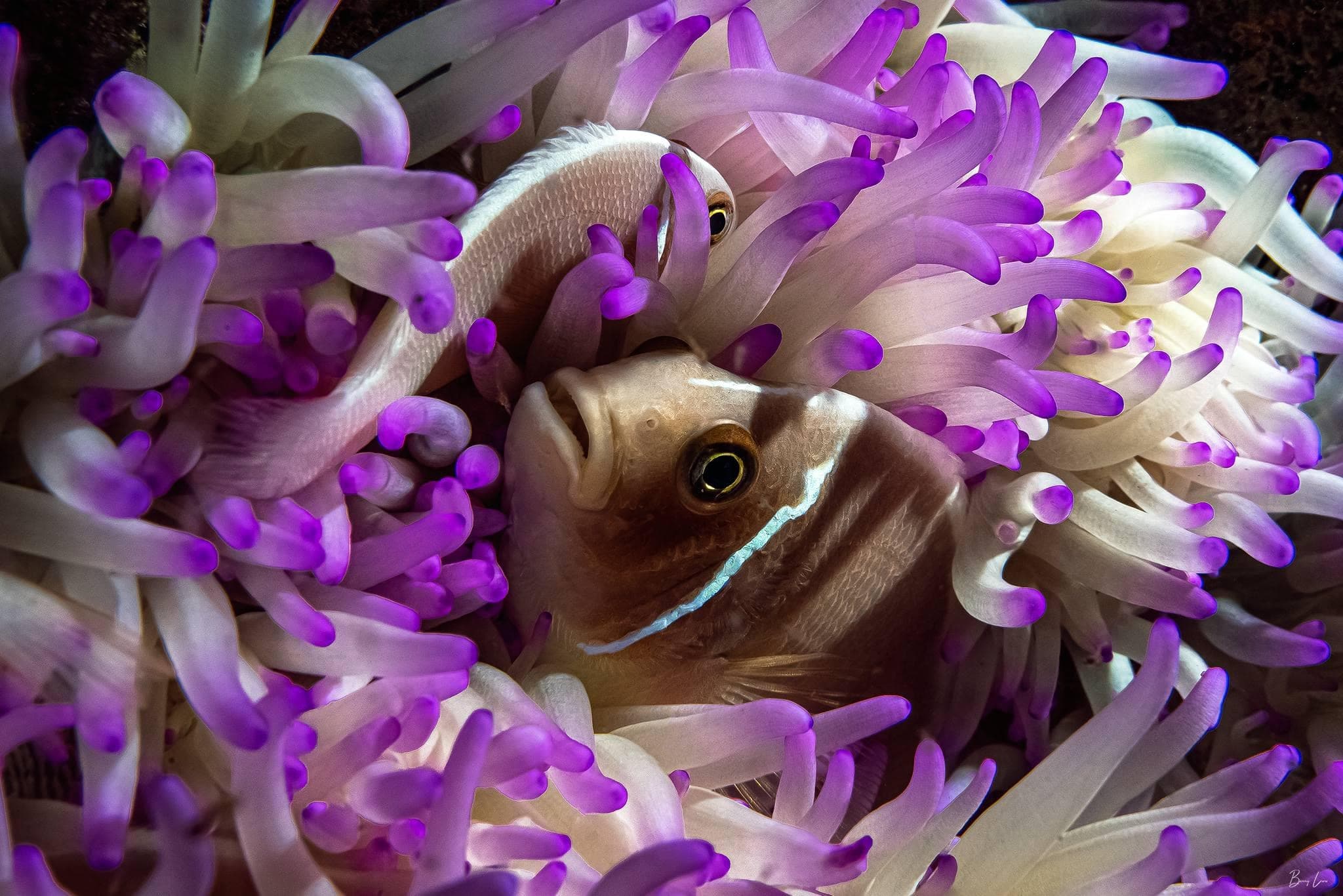 4 Divers for 3 Days - Private PADI Certification with Barry