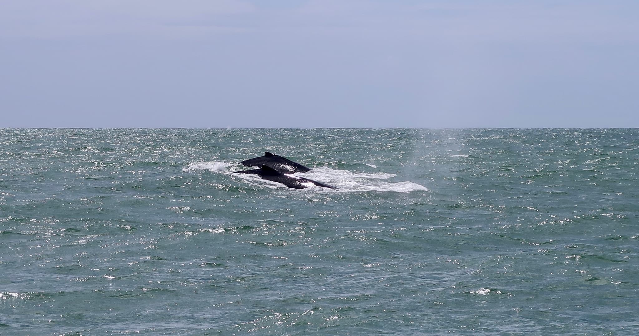 Seabirds and Marine Mammals