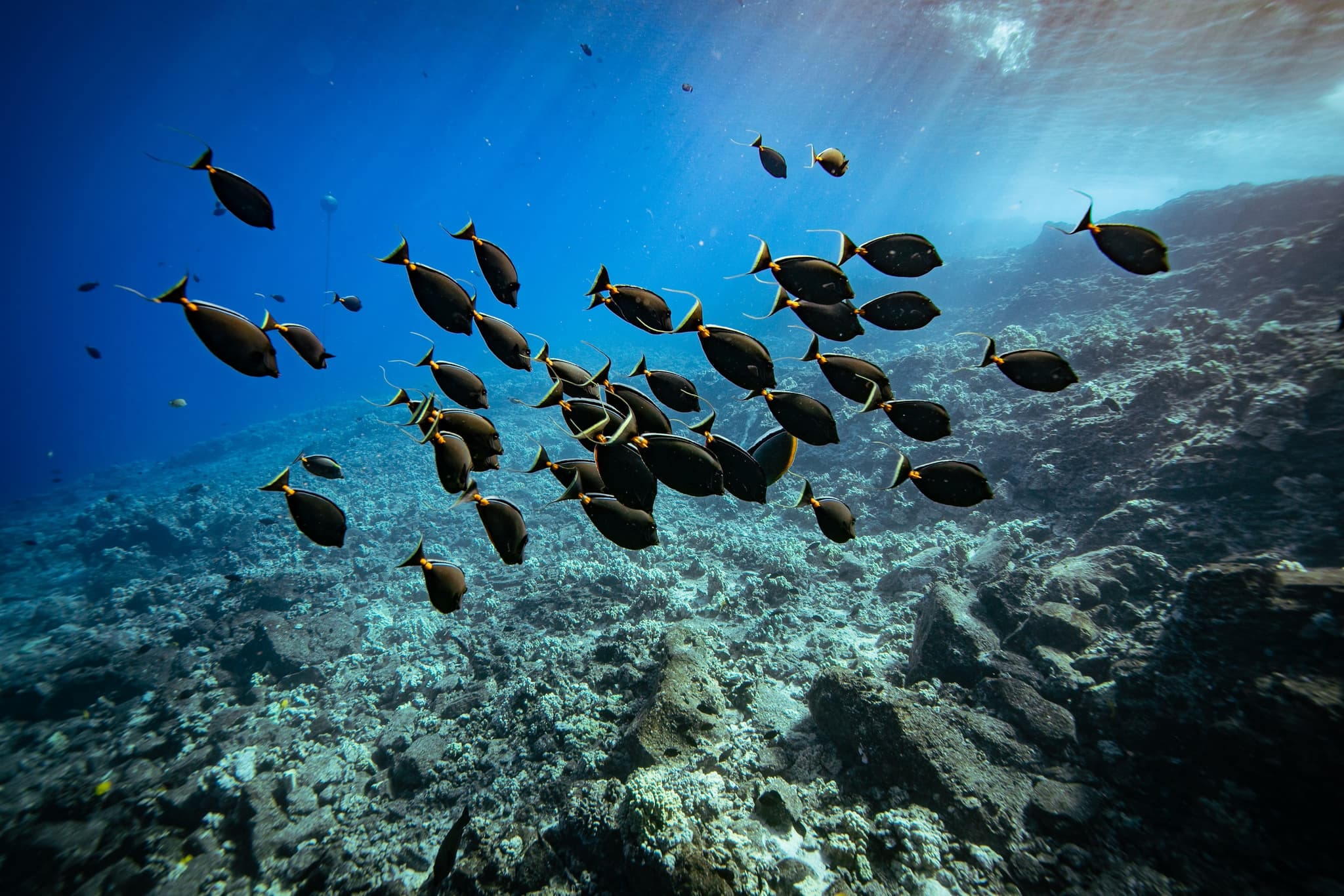 Molokini Crater Snorkel Adventure 2 Hours