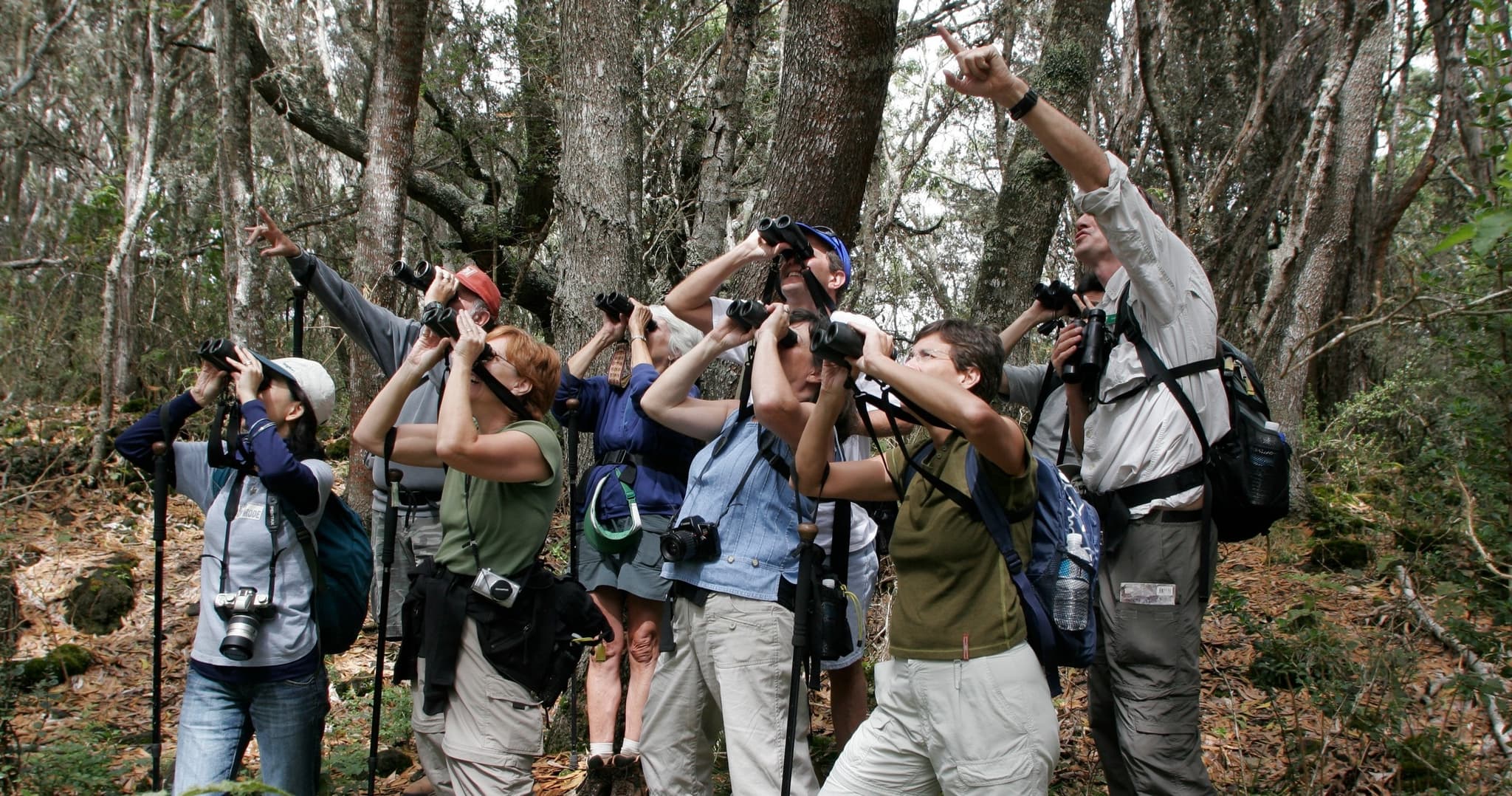 Hakalau Forest Reserve Birdwatching Exclusive - Private Ohana Outing