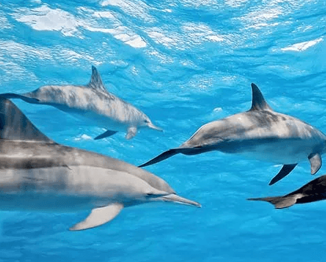 2 Hour Afternoon Snorkel Private Charter